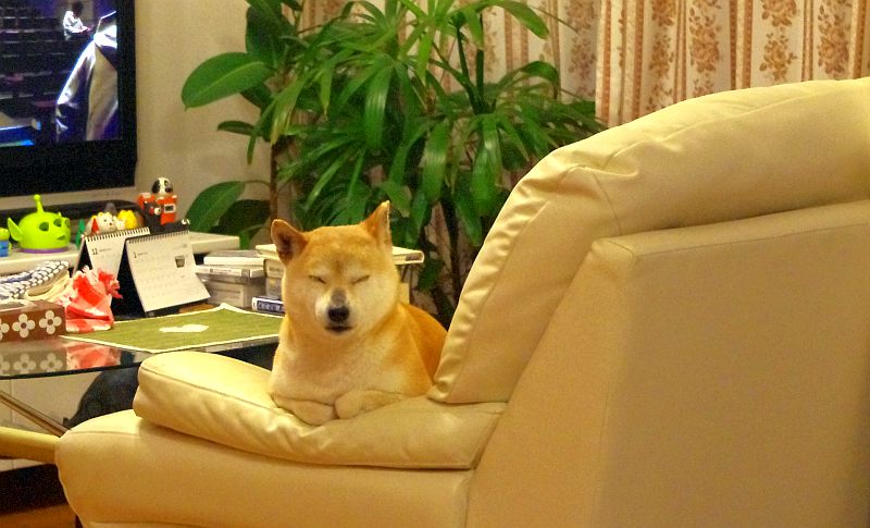 コロスケ 2013年