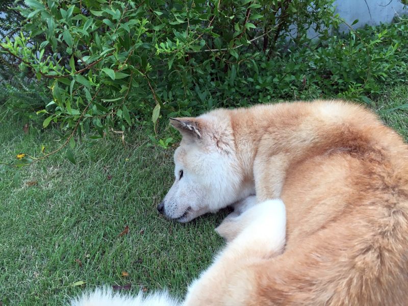 コロスケ 2019年 最後の写真